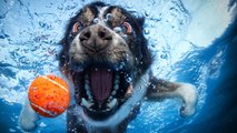 Ces chiens ont profité du soleil pour faire une véritable fête dans la piscine !