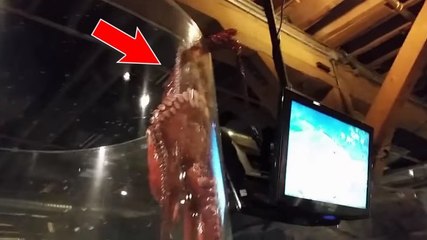 Une immense pieuvre essaie de s'échapper de son aquarium !