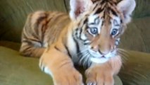 Ce bébé tigre et ce chien sont les meilleurs amis du monde !