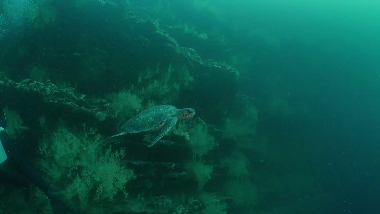 Seit 100 Jahren ausgestorben: Riesige Galapagos-Schildkröte ist wieder aufgetaucht