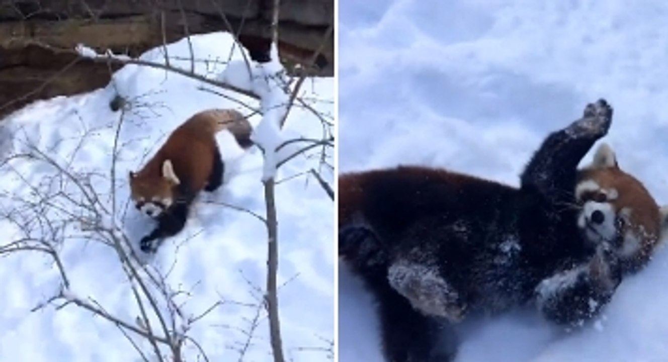 Ces pandas roux s'éclatent avec la neige ! Il sont adorables