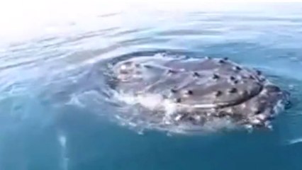 En faisant un tour de bateau, ces touristes ont eu une drôle de surprise