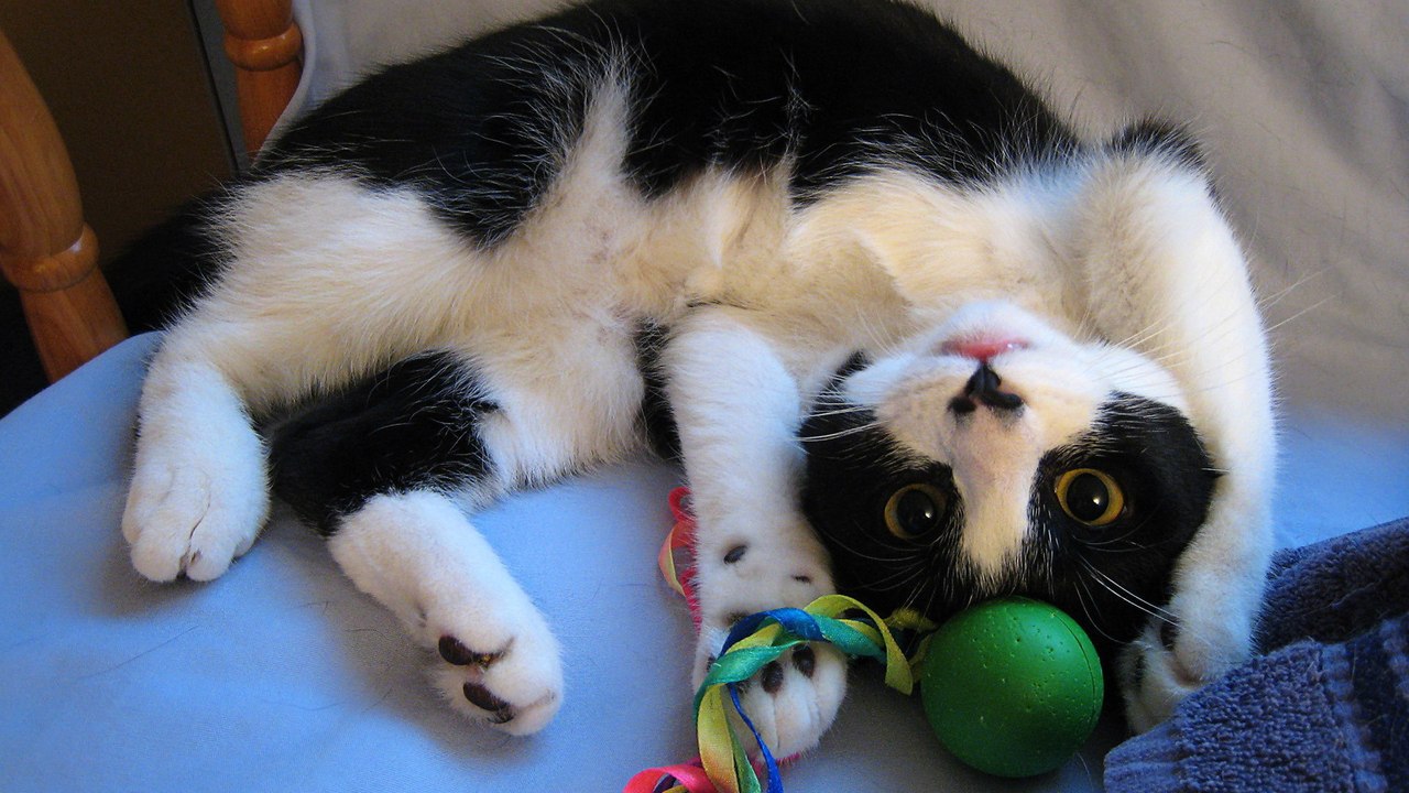 Ce chat a une drôle de façon de s'amuser avec sa maîtresse !