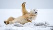 Cet ours polaire adore la neige et a bien l'intention d'en profiter !