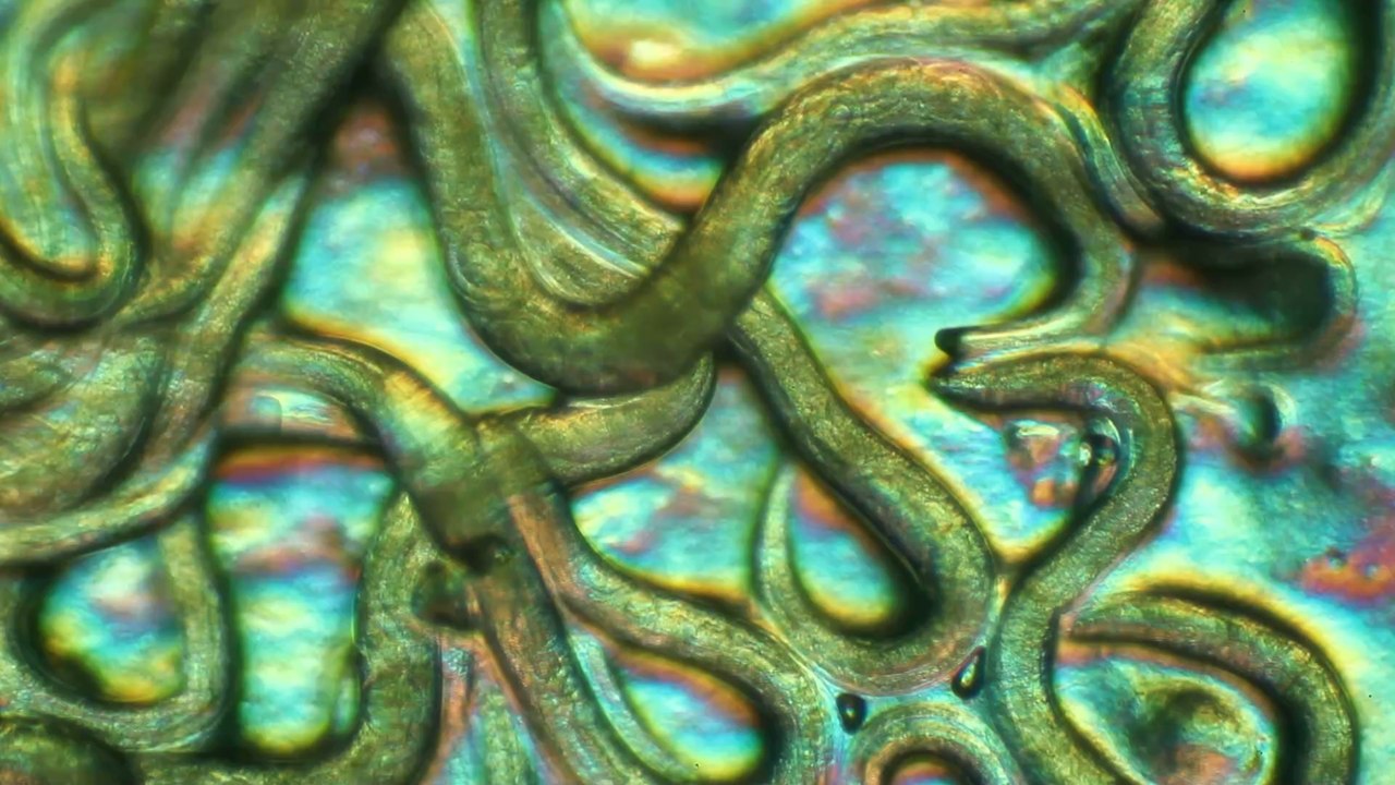 Die britische Weltraumbehörde schickt Würmer ins All