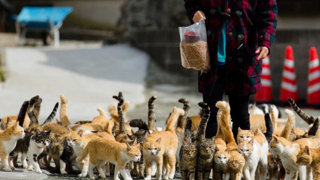 Sur cette île du Japon, humains et chats cohabitent pour le meilleur