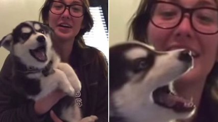 Ce bébé husky essaye de parler avec sa maîtresse
