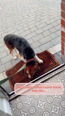 Sahiplenilen bir köpeğin yaşadığı değişim