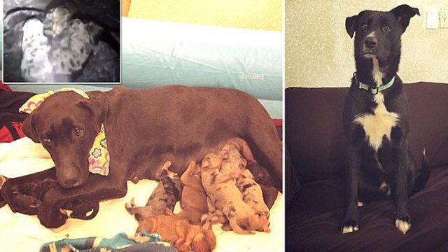 Ce chien abandonné a sauvé une chienne et ses chiots d'un froid glacial