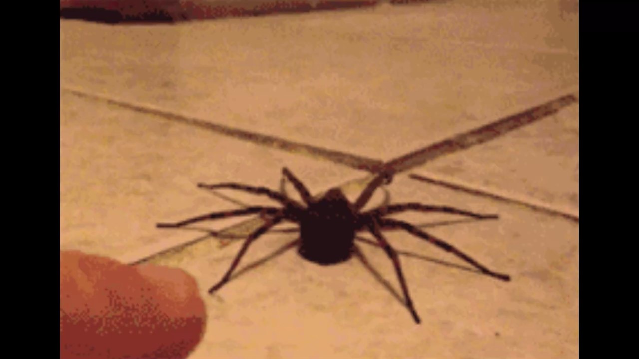 Spinnen könnten die Menschheit auslöschen – innerhalb eines Jahres