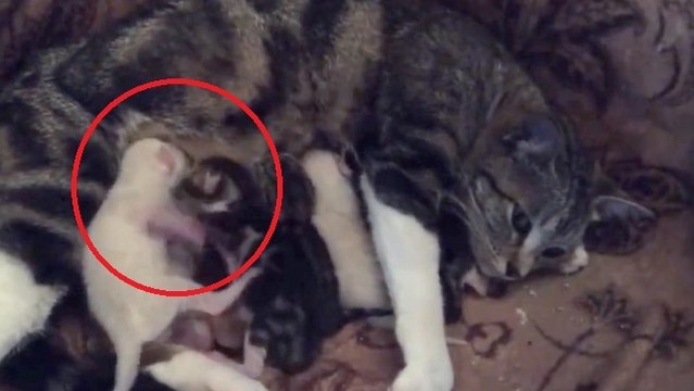 Ces deux chatons se battent alors qu'ils tètent leur mère. Ils sont adorables !