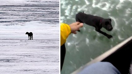 Un chien sauvé après plusieurs jours passés à errer sur la glace