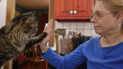 Sourde, elle apprend le langage des signes à ses chats pour parler avec eux