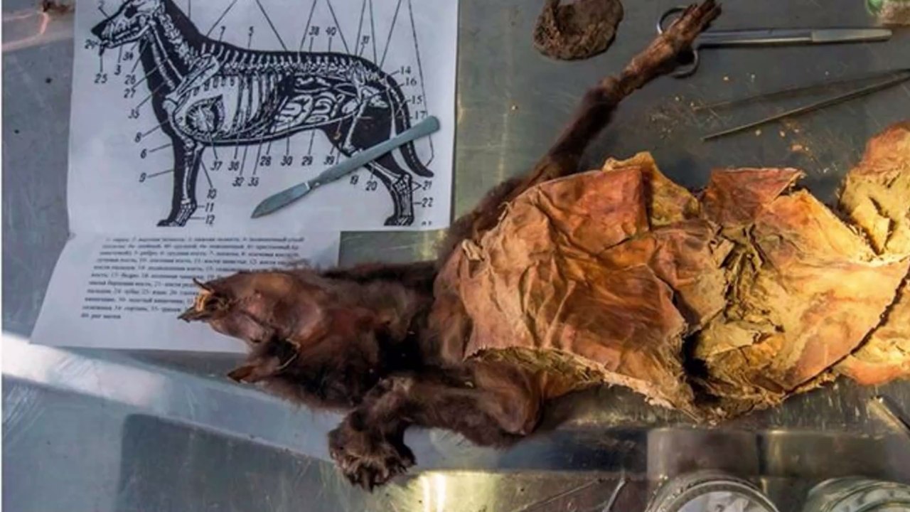 14.000 Jahre alter Welpe: Seine letzte Mahlzeit macht die Forscher sprachlos