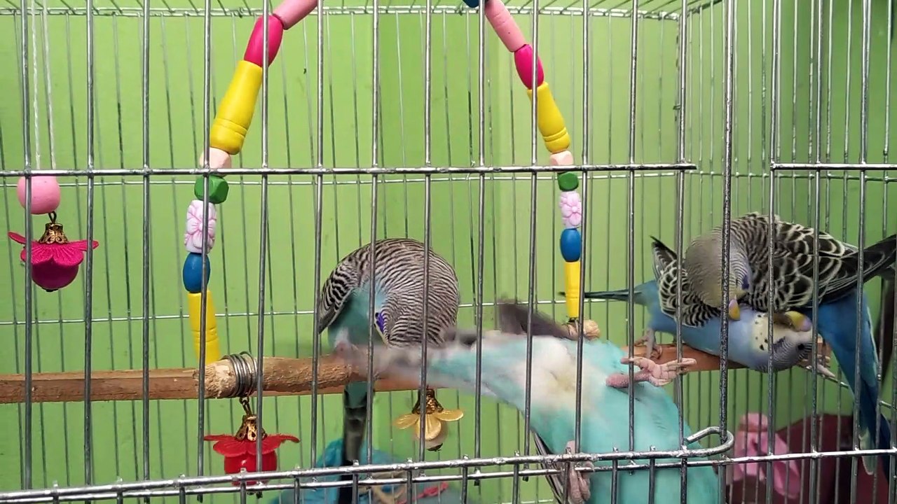 Beautiful budgies birds playing