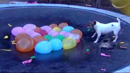 Pour son anniversaire, ce chien a reçu un cadeau génial !