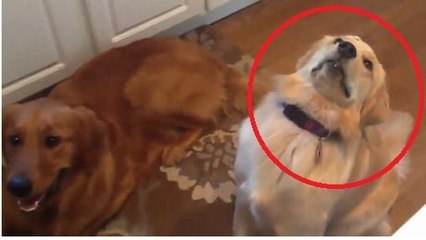 L'un de ces chiens a bien du mal à attraper la nourriture qu'on lui lance...