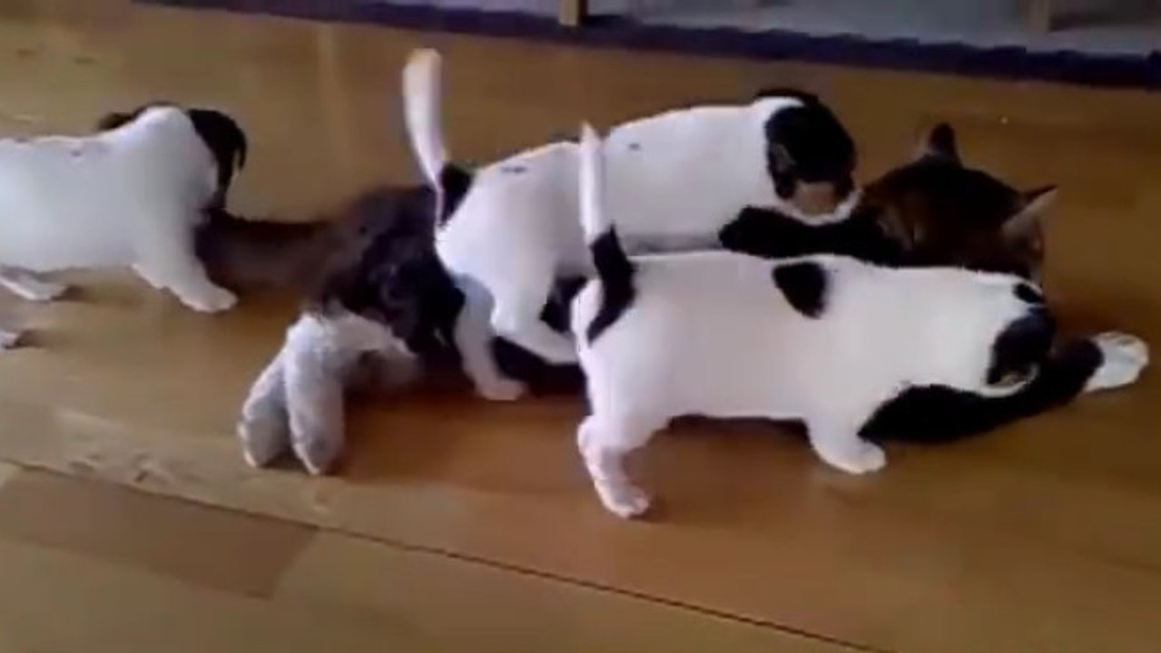 Ces petits chiens veulent absolument faire un câlin au chat !