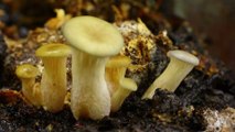 Mit diesem einfachen Trick werden Pilze zu Vitaminbomben