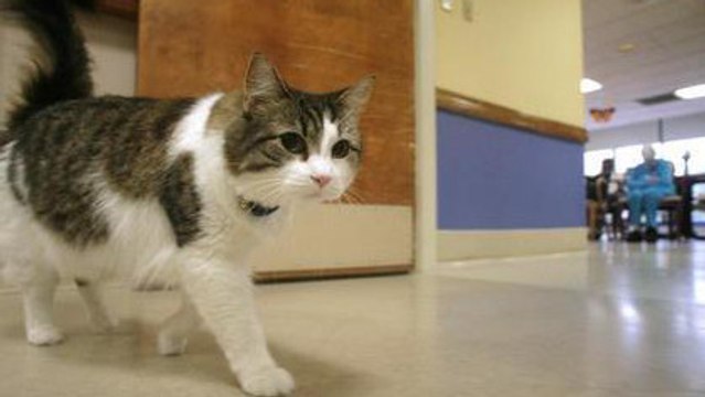 Oscar est devenu la mascotte d'une maison de retraite grâce à un talent très étrange