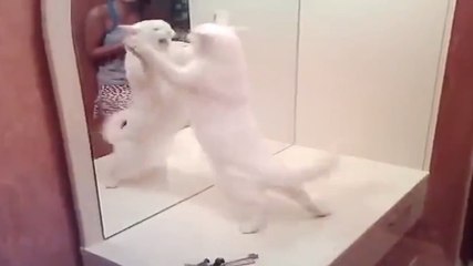 Ce chat n'apprécie pas du tout de voir son reflet dans le miroir !