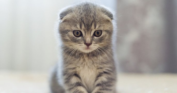 Sur TikTok, une vétérinaire dénonce la triste réalité qui se cache derrière les photos mignonnes d'animaux