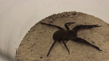 Erektile Dysfunktion: Ein Spinnengift könnte ein Heilmittel liefern