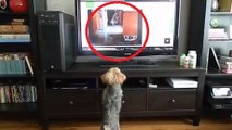 En voyant la vidéo d'un chien, ce petit chien a une drôle de réaction