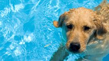Ce chien adore la piscine. Ce qu'il fait pour y être tranquille est trop mignon !