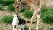 L'amitié qui lie cette biche et ce chat est magnifique !