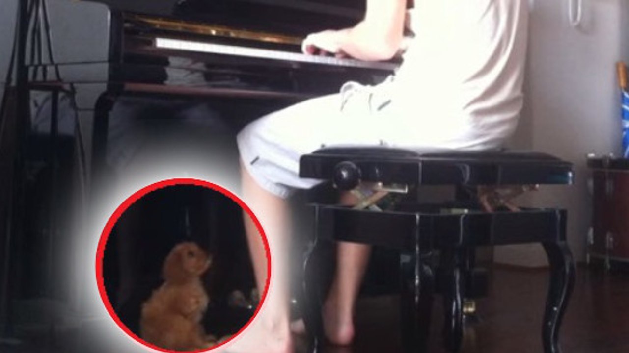 Ce petit chien adore quand son maître joue du piano !