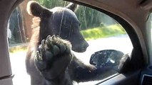 Cet ours étonnant arrête toutes les voitures sur la route