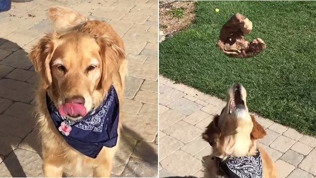 Ce chien tente d'attraper ce que lui lance son maître. Ses tentatives sont à mourir de rire !