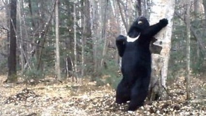 Cet ours qui se gratte est le meilleur danseur du monde