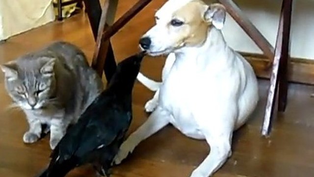 Cet oiseau n'hésite pas à ramener de la nourriture à ses amis, le chien et le chat