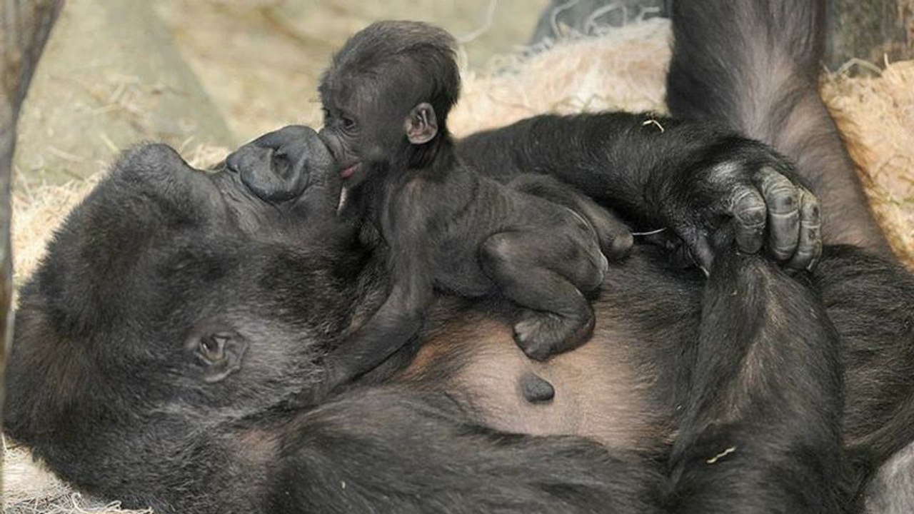 Cette maman gorille protège son petit d'une façon adorable