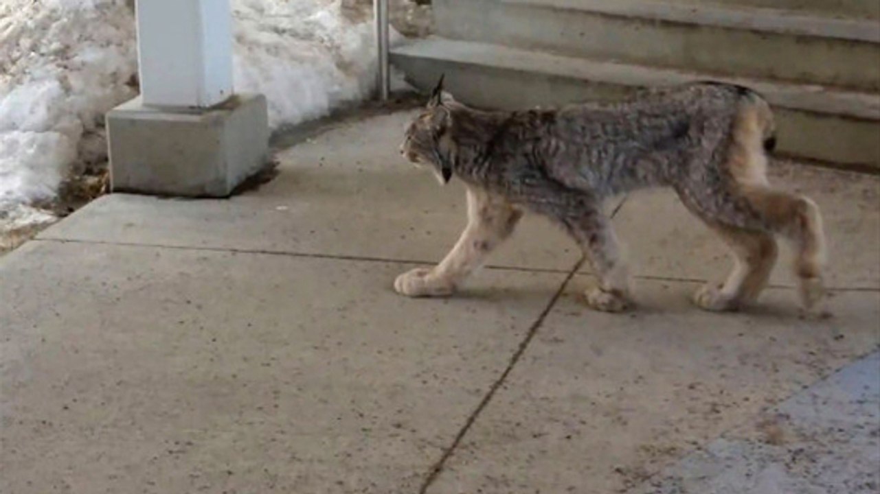 Une femme croise un lynx en pleine ville