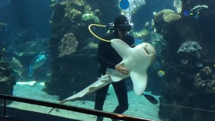 Un requin très affectueux fait des câlins à un plongeur !