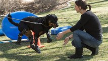 Amputé des 4 pattes, ce rottweiler remarche grâce à des prothèses