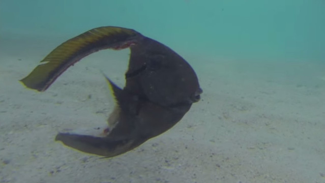 Un poisson continue de nager après avoir perdu la moitié de son corps !