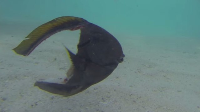 Un poisson continue de nager après avoir perdu la moitié de son corps !