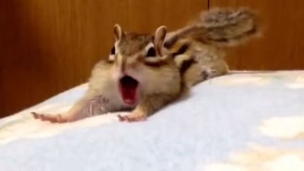 Ce tamia qui se roule dans les draps est vraiment adorable !