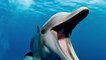 Morbillivirus: Das Delfin-Virus könnte eine weltweite Epidemie auslösen