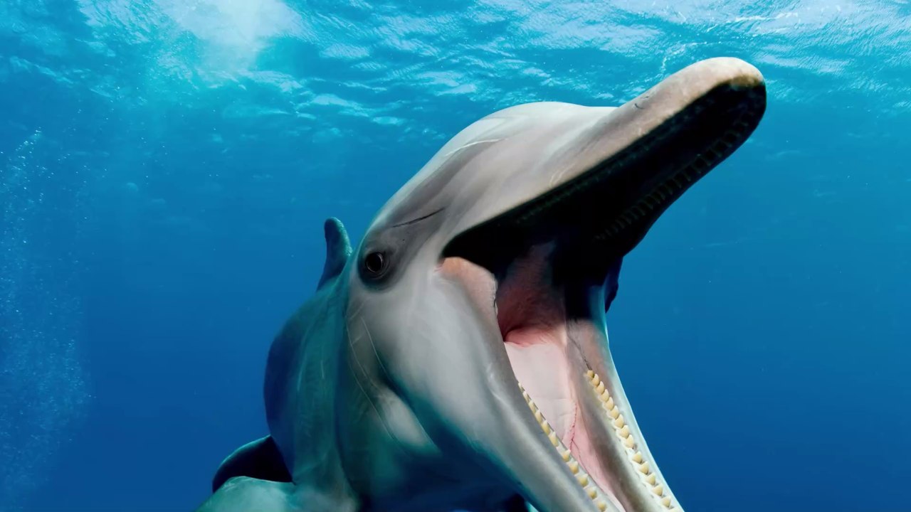 Morbillivirus: Das Delfin-Virus könnte eine weltweite Epidemie auslösen