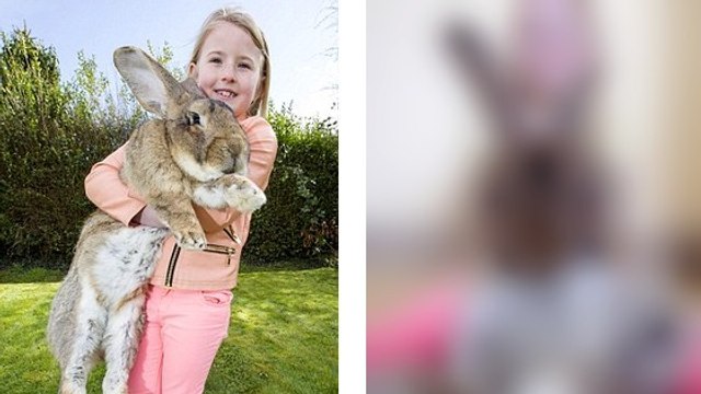 Ce lapin est le plus gros du monde. Mais il va bientôt avoir une sérieuse concurrence !
