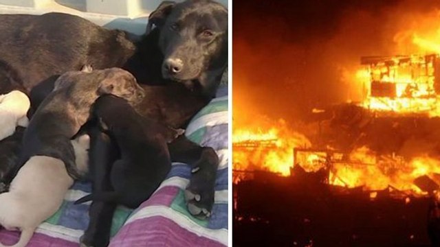 Cette chienne n'a pas hésité à sauver ses bébés d'un incendie