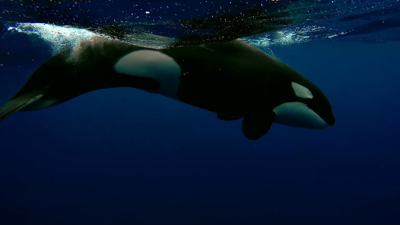 Orca-Angriffe auf Segelboote: Wissenschaftler:innen verwundert über seltsames Verhalten der Tiere