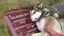 Quand il se rend sur la tombe de sa maîtresse, ce chien a une réaction bouleversante