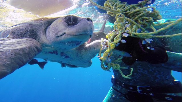 L'émouvante réaction d'une tortue après avoir été sauvée par un plongeur