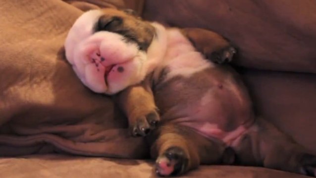 Ce chien endormi est à mourir de rire